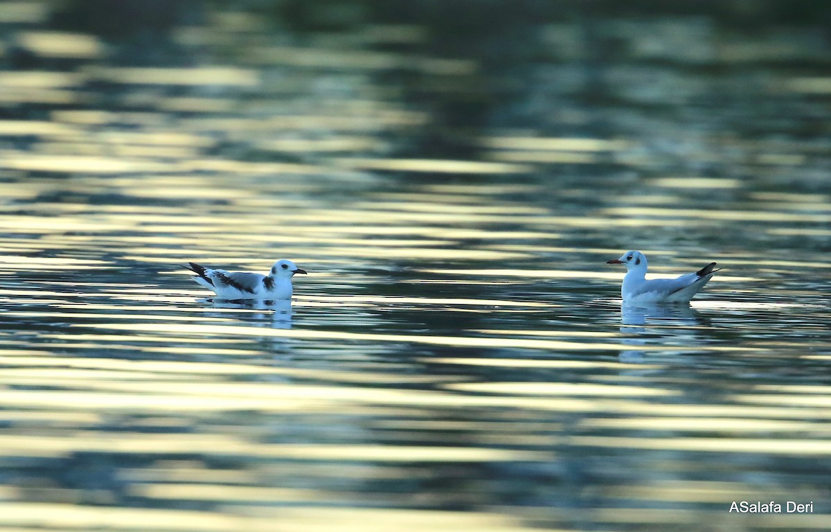 Mouette tridactyle (tridactyla) - ML345597401