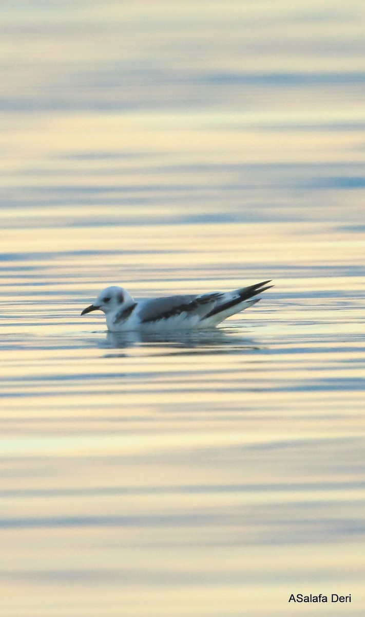 Mouette tridactyle (tridactyla) - ML345597411