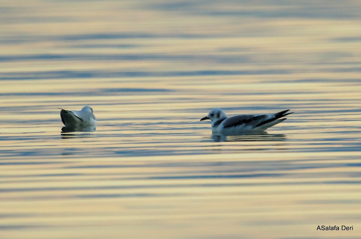 Mouette tridactyle (tridactyla) - ML345597421