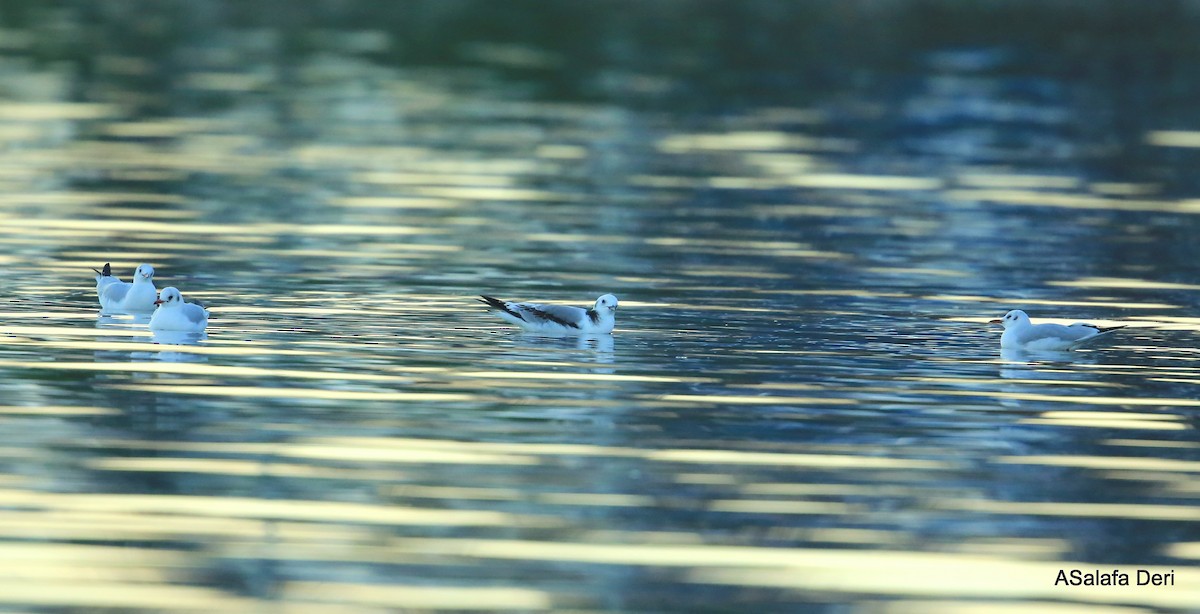Mouette tridactyle (tridactyla) - ML345597431