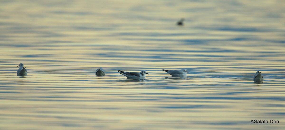 Mouette tridactyle (tridactyla) - ML345597441