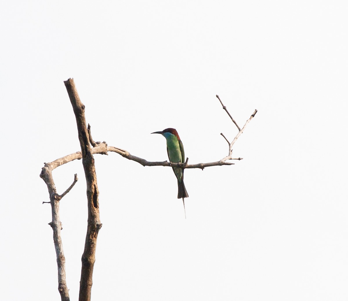 Blue-throated Bee-eater - ML345598571