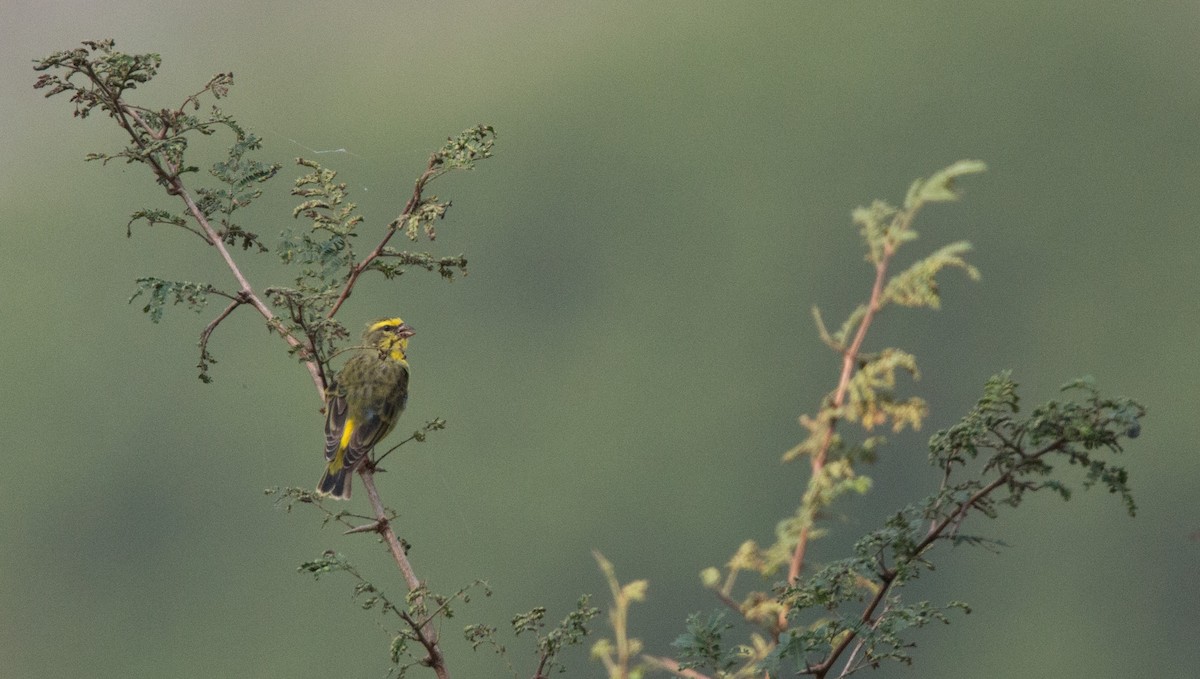 Yellow-fronted Canary - ML34560151