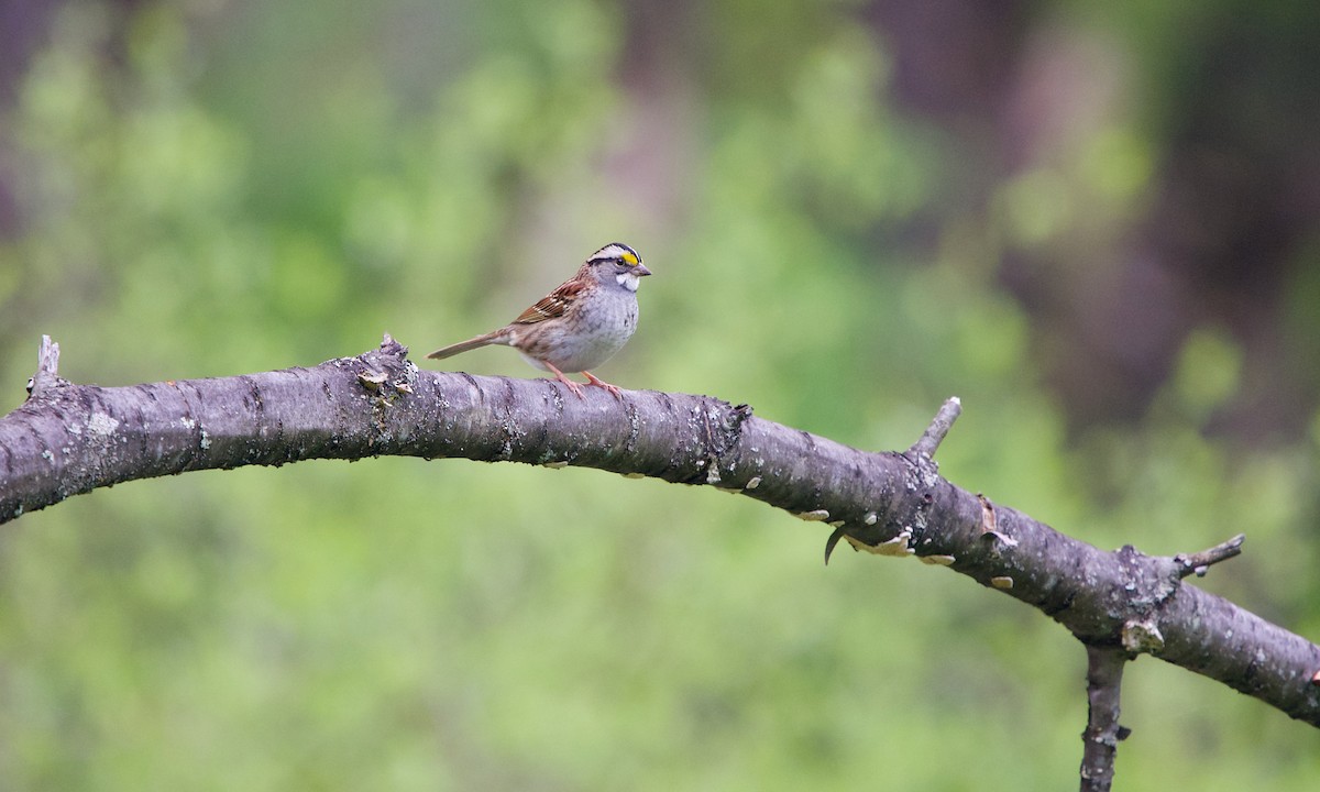 White-throated Sparrow - ML345601661