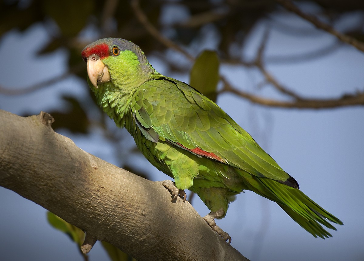 Lilac-crowned Parrot - ML345603131