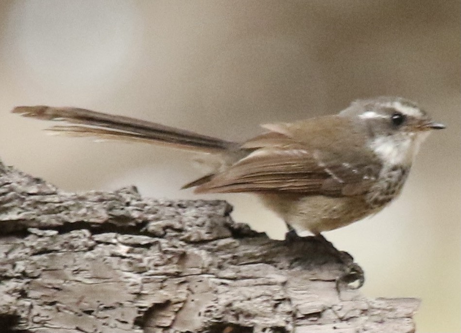 New Caledonian Streaked Fantail - ML345611771