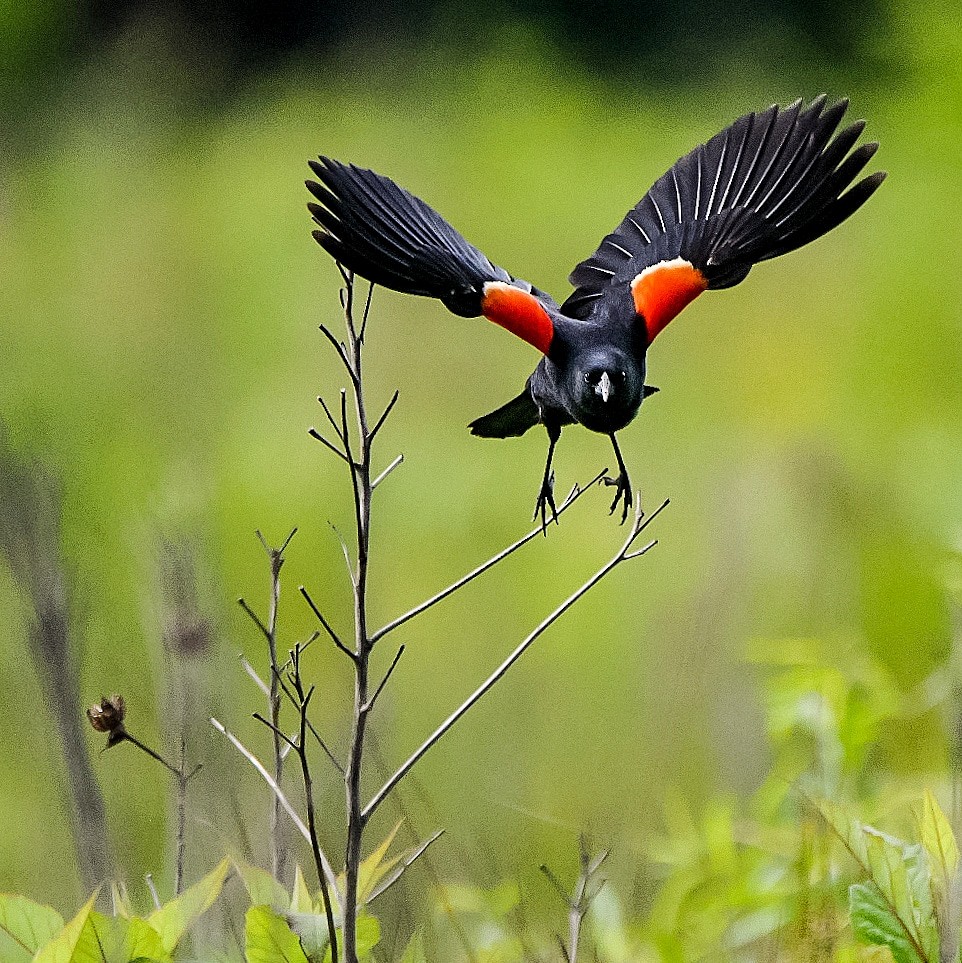 Red-winged Blackbird - ML345613651