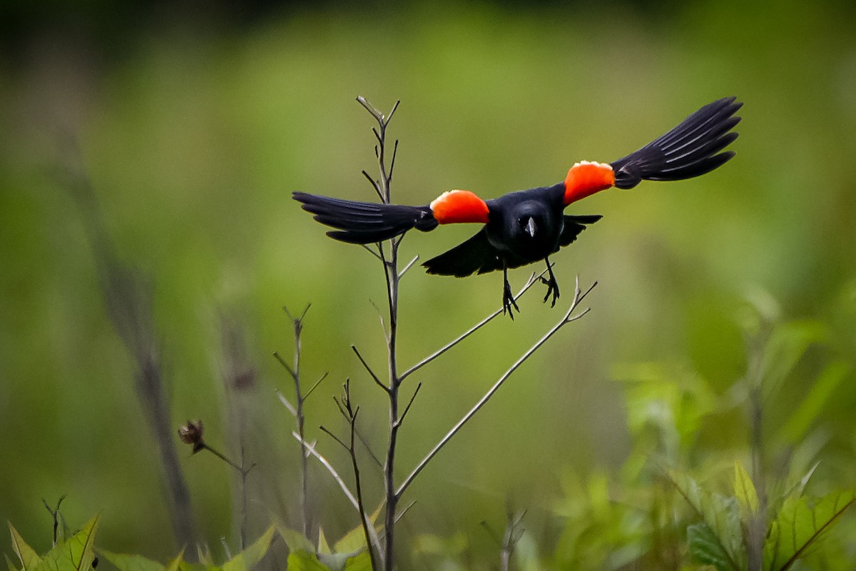 Red-winged Blackbird - zach lance