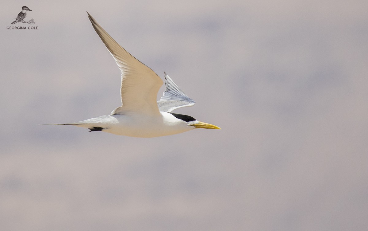 Great Crested Tern - ML345614351