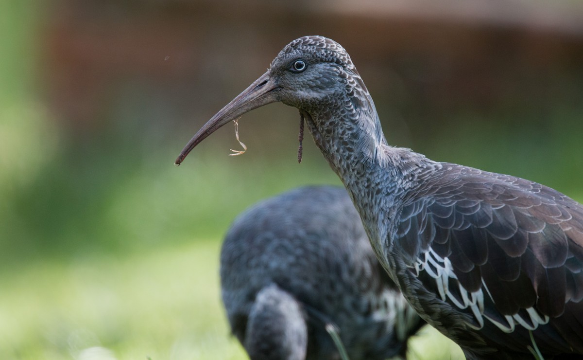 ibis etiopský - ML34561981