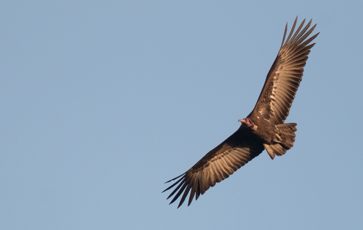 Hooded Vulture - Ian Davies