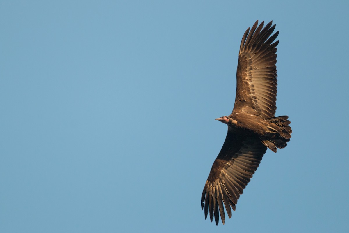 Hooded Vulture - ML34562011