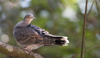  - Dusky Turtle-Dove