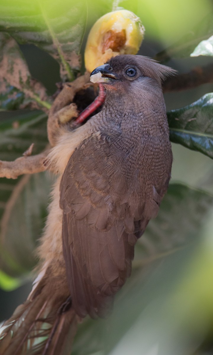 Speckled Mousebird - ML34562121