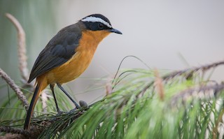 - Rüppell's Robin-Chat