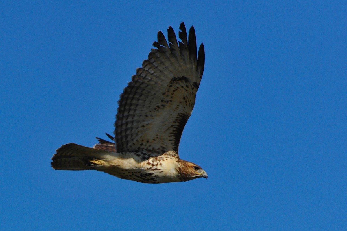 Red-tailed Hawk - Cliff Peterson