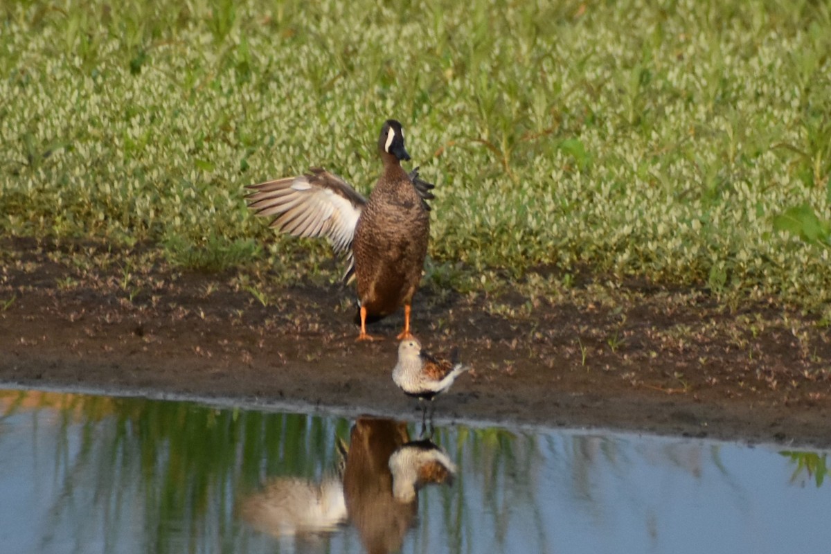 Blue-winged Teal - ML345633531