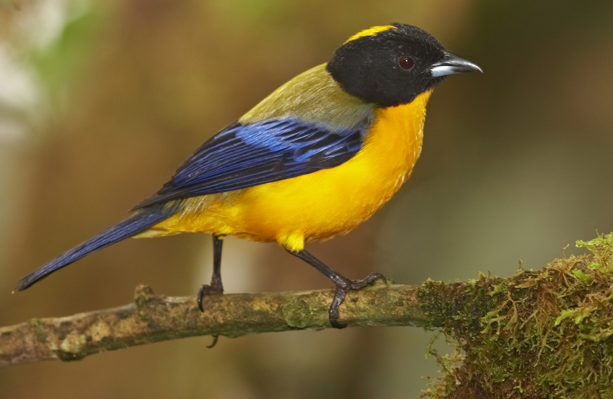 Black-chinned Mountain Tanager - Chris Fagyal
