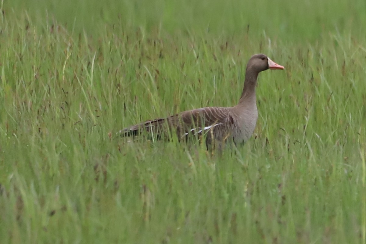 Greater White-fronted Goose - ML345636791