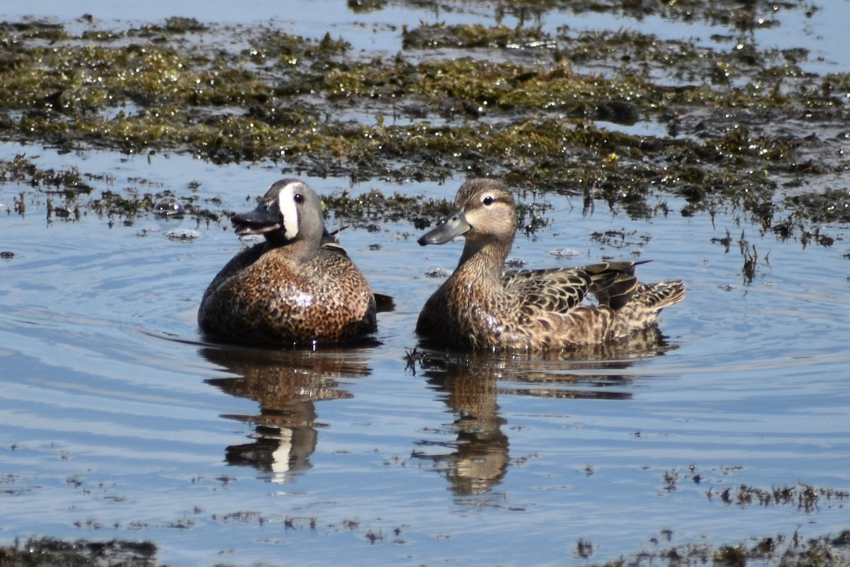 Blue-winged Teal - ML345636991