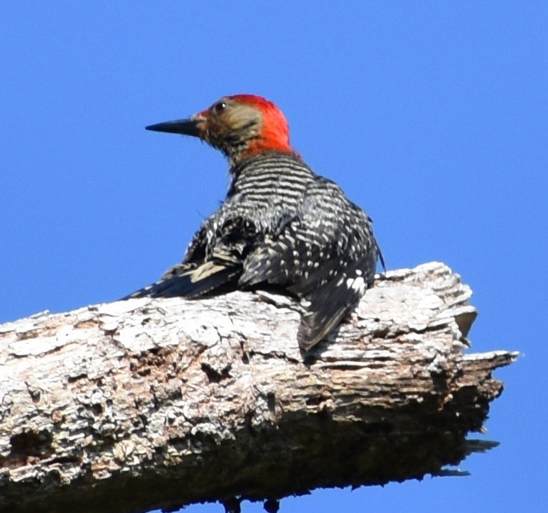 Red-bellied Woodpecker - ML345639431
