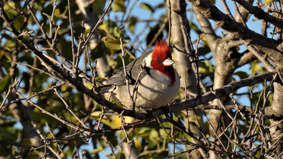 Red-crested Cardinal - ML345639491