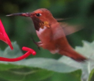 Rufous Hummingbird - John Marshall
