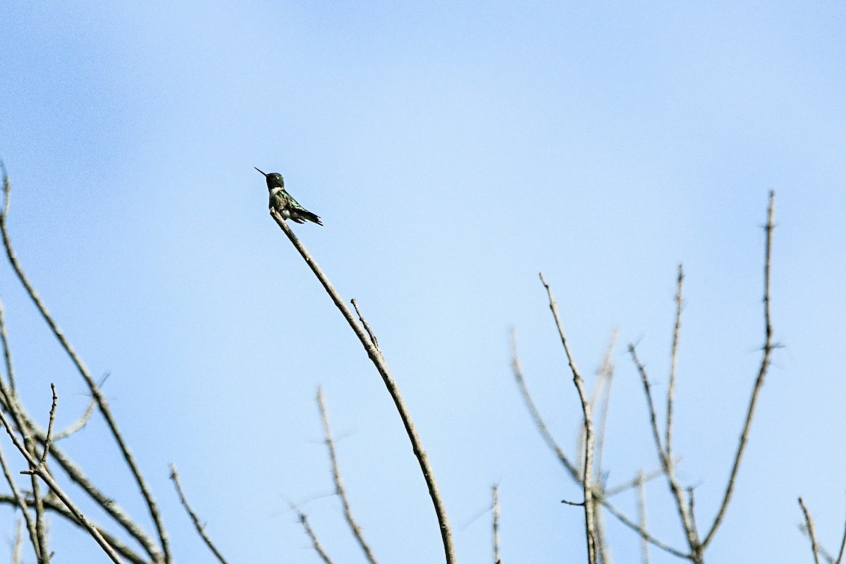 Ruby-throated Hummingbird - zach lance