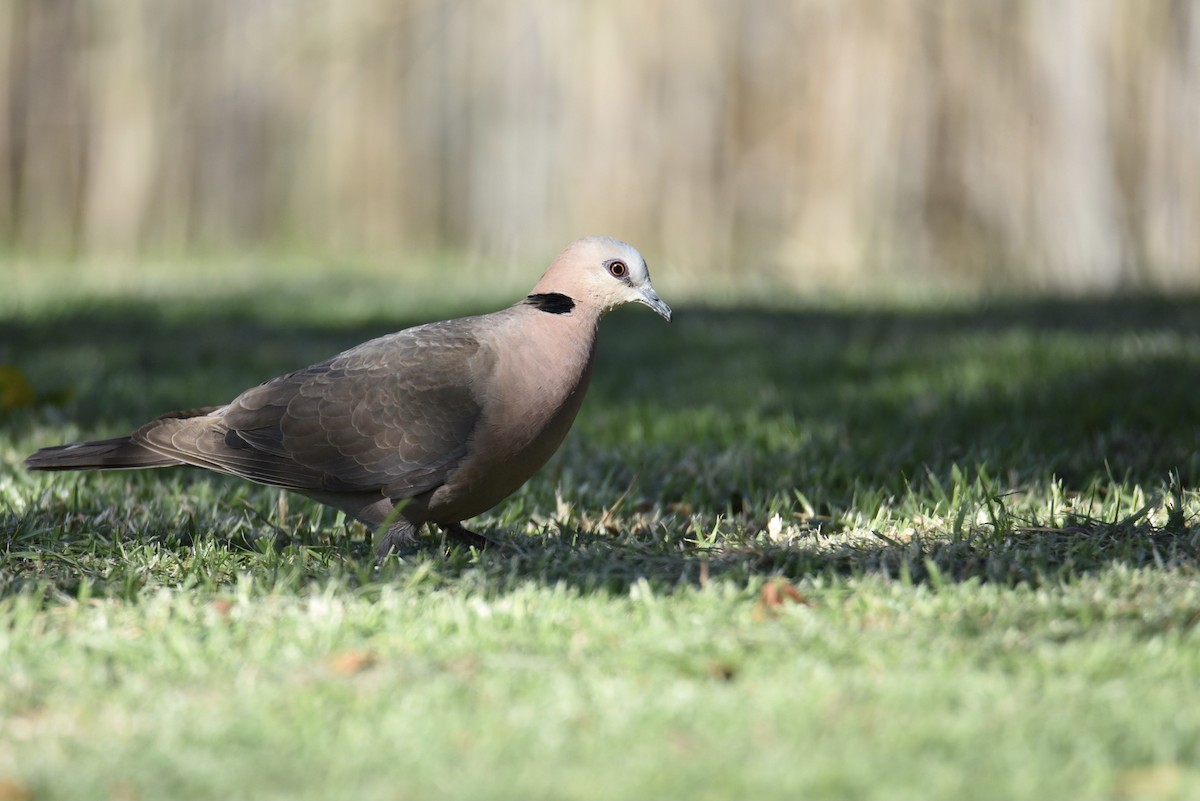 Red-eyed Dove - ML345664281