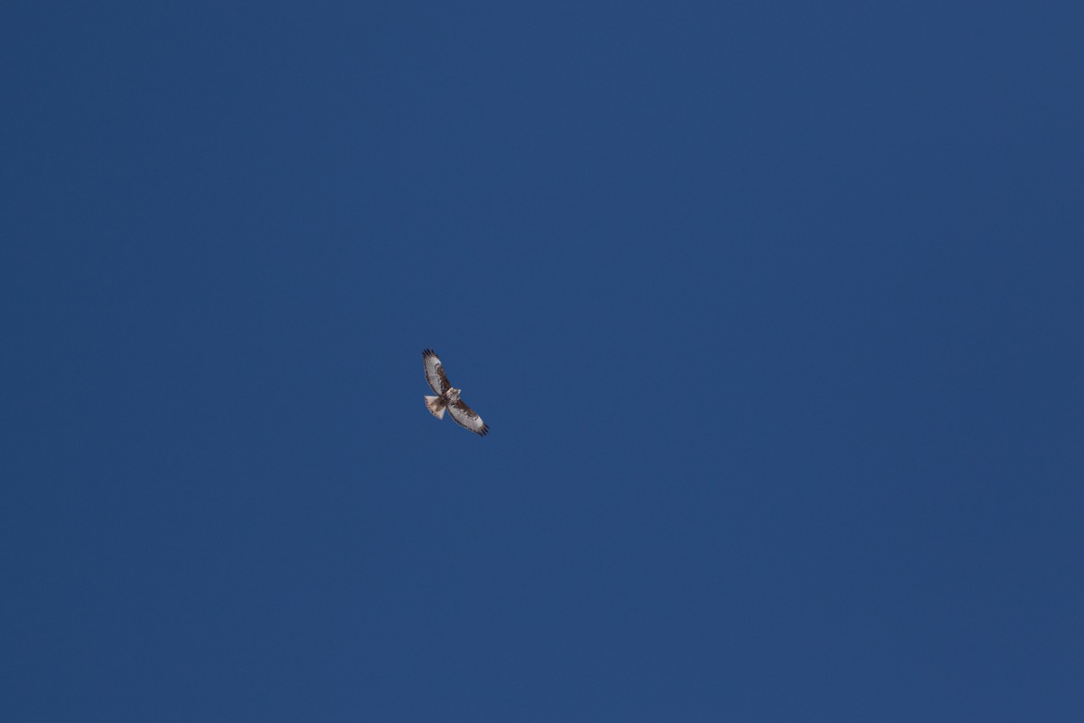 Red-tailed Hawk (Harlan's) - ML345666201