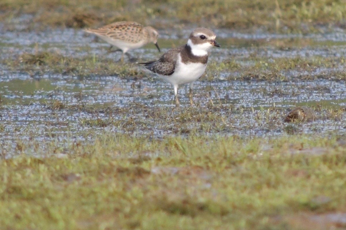 Semipalmated Plover - ML34566691