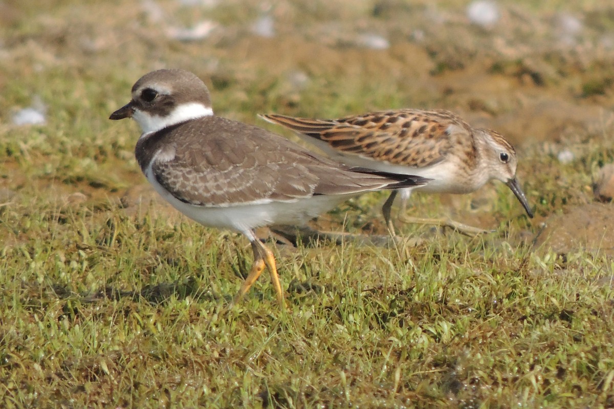 Semipalmated Plover - ML34566711