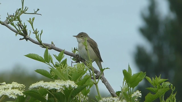 Common Reed Warbler - ML345668681