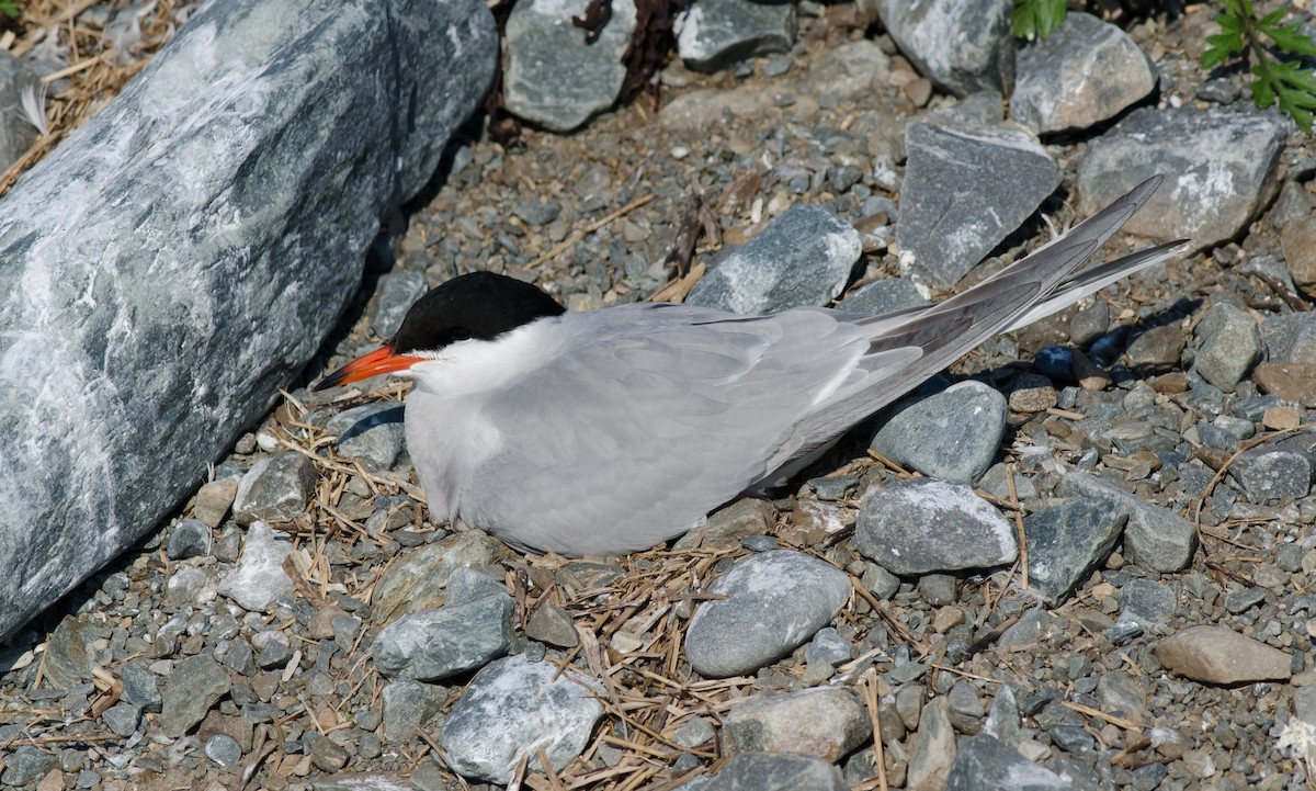 Common Tern - ML345671281