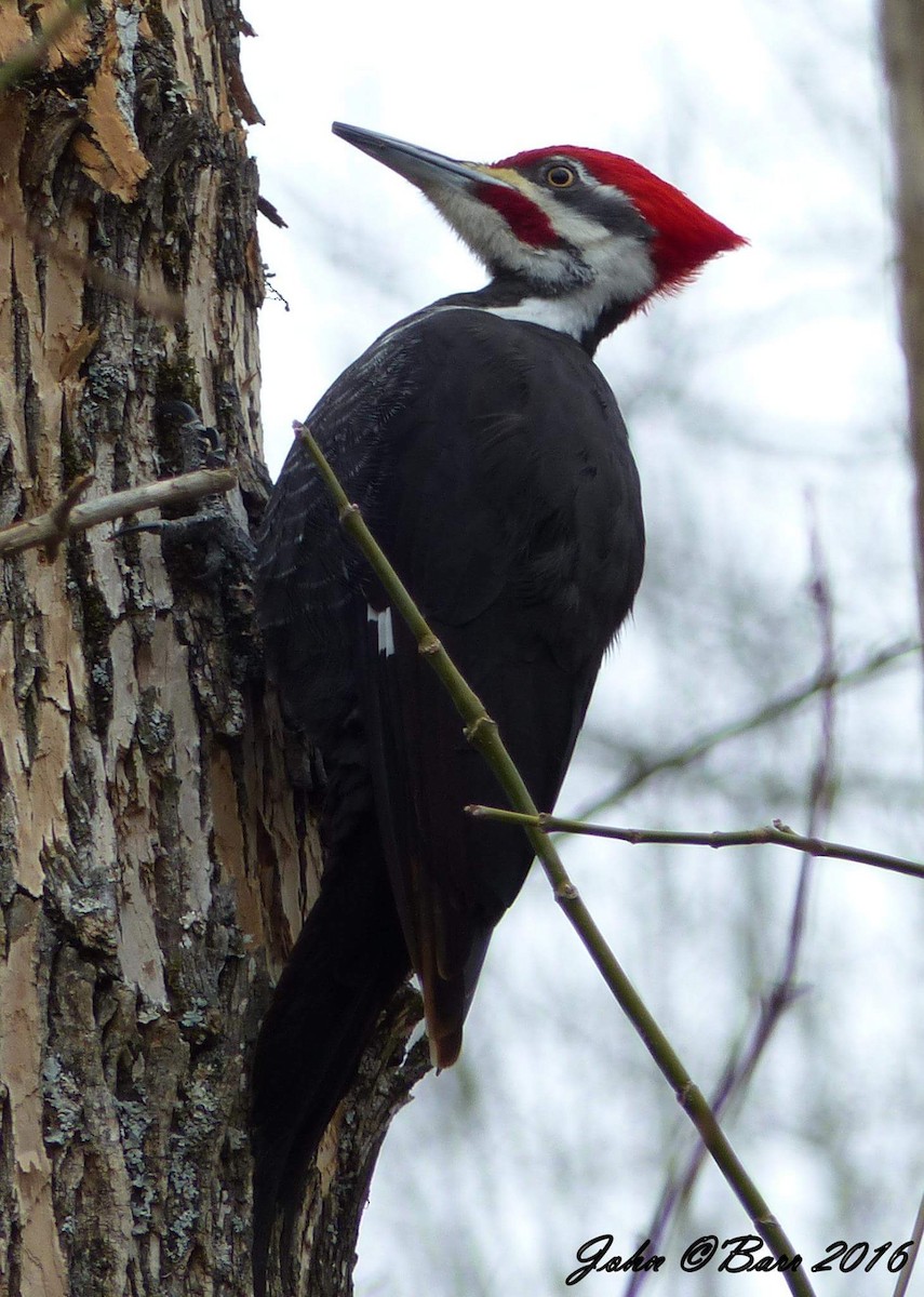 Pileated Woodpecker - John O'Barr