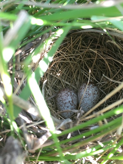 Clutch of two eggs. - Seaside Sparrow (Gulf of Mexico) - 