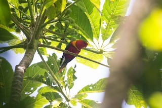  - Duchess Lorikeet