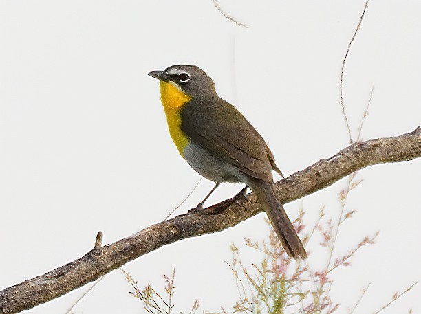 Yellow-breasted Chat - Ad Konings