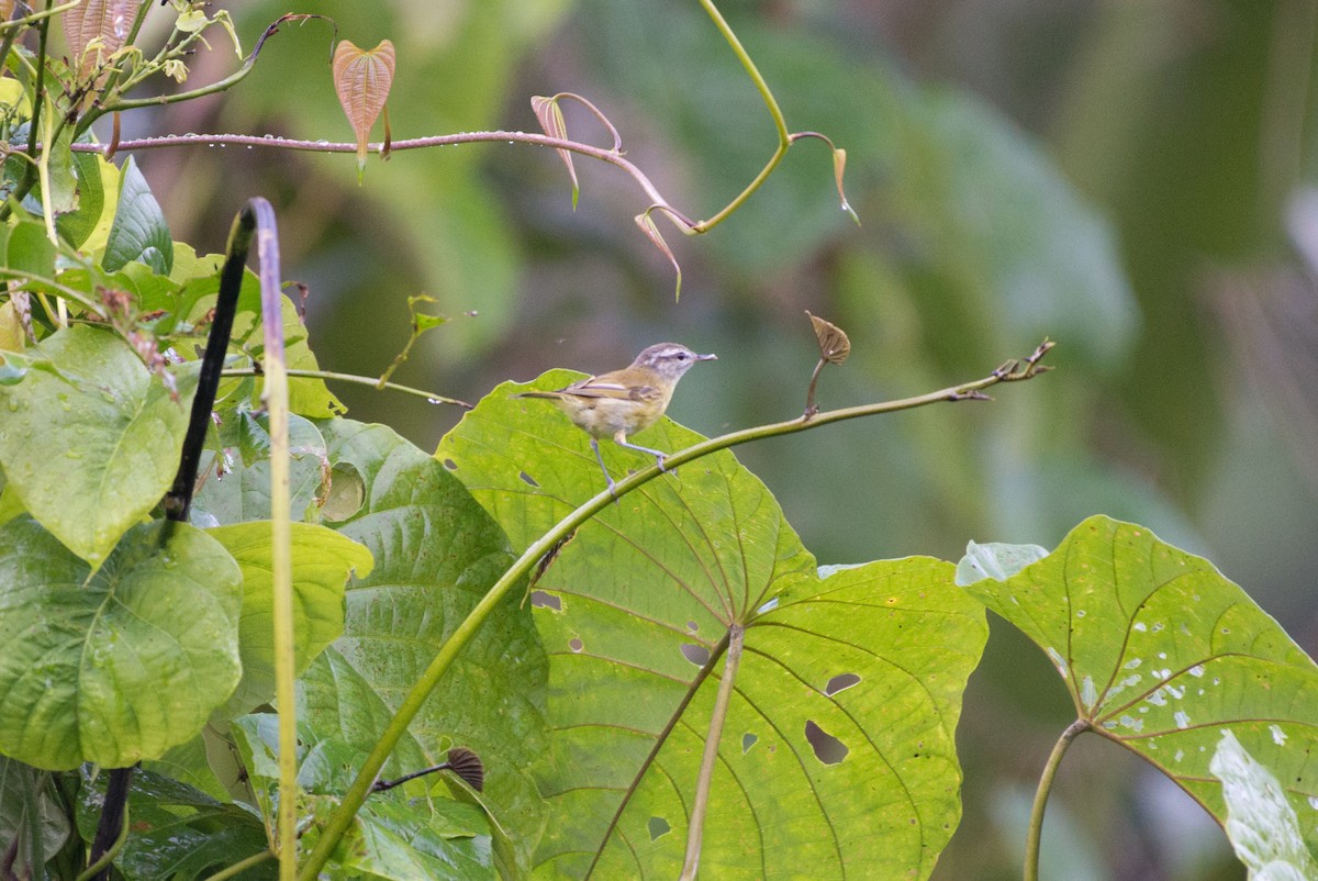 Makira Leaf Warbler - ML34568641