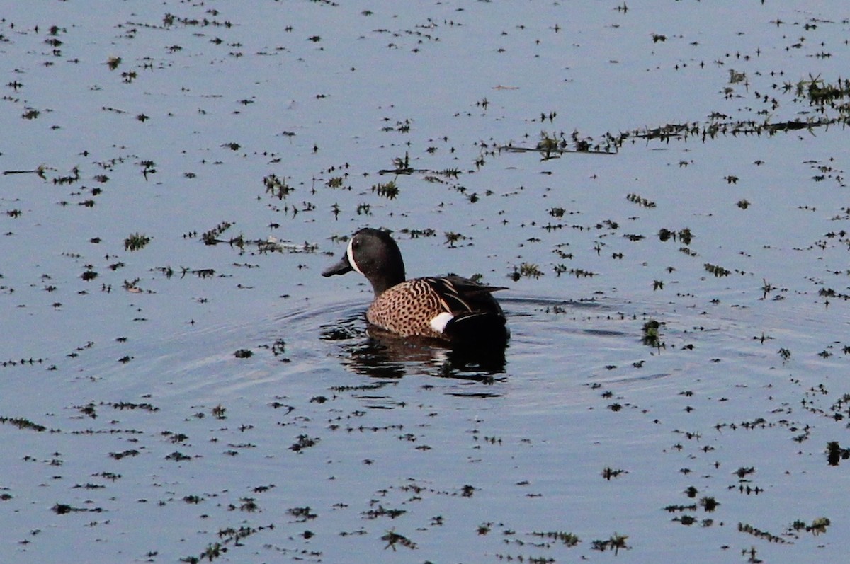 Blue-winged Teal - ML34568811