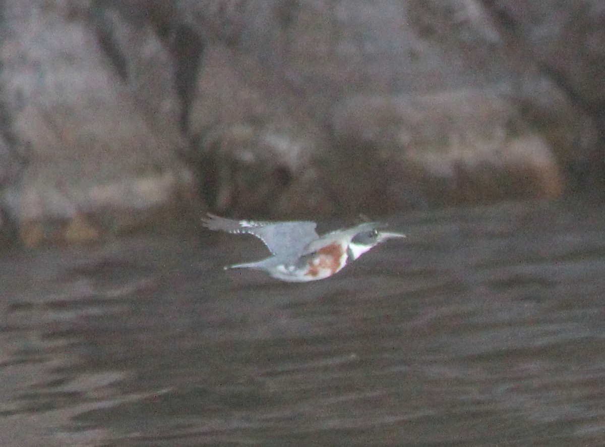 Belted Kingfisher - ML34569161