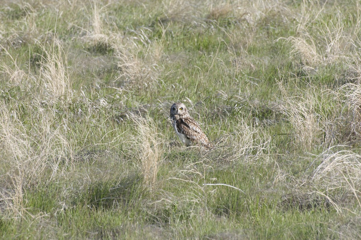 Short-eared Owl - ML345692471