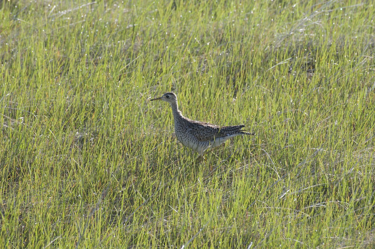 Upland Sandpiper - Anonymous
