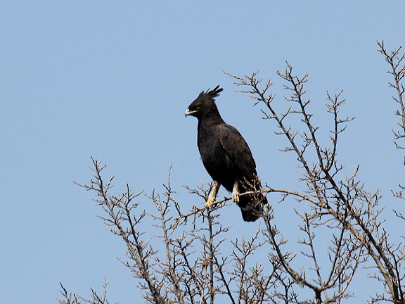 Long-crested Eagle - Tim Avery