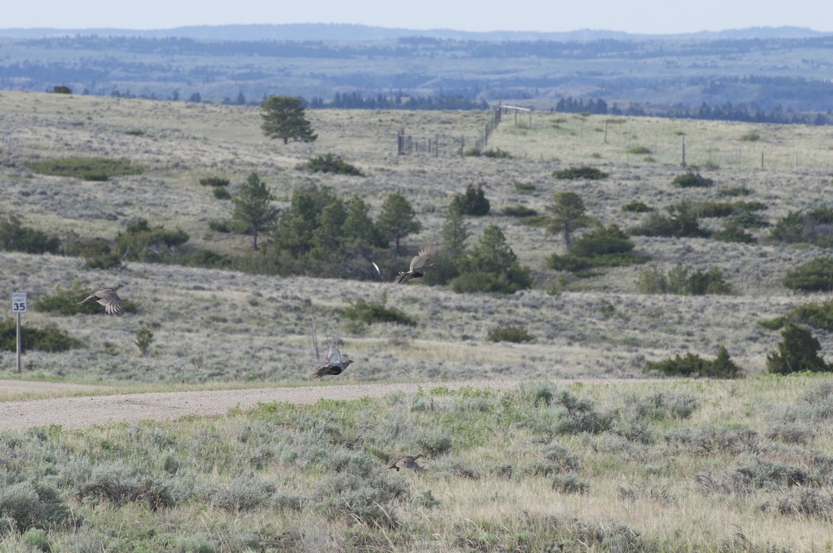 Greater Sage-Grouse - ML345698211