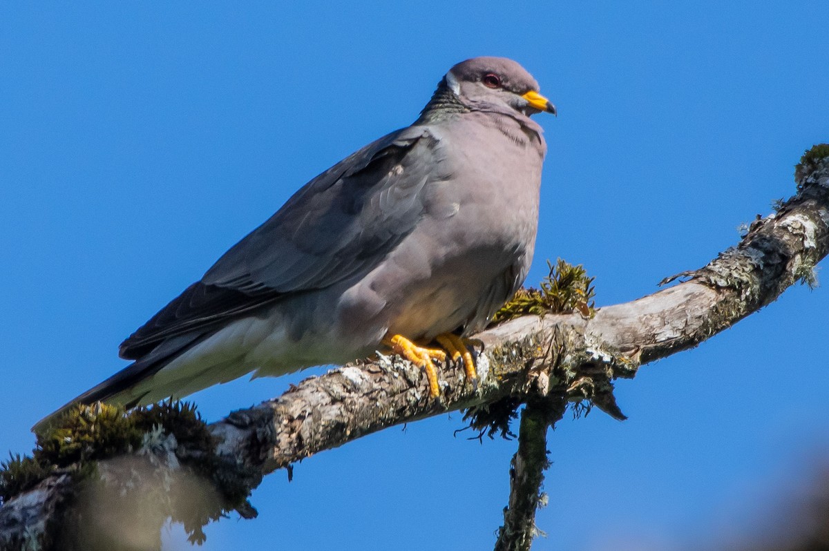 Band-tailed Pigeon - ML345701231