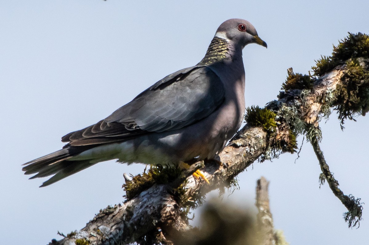 Band-tailed Pigeon - ML345701241