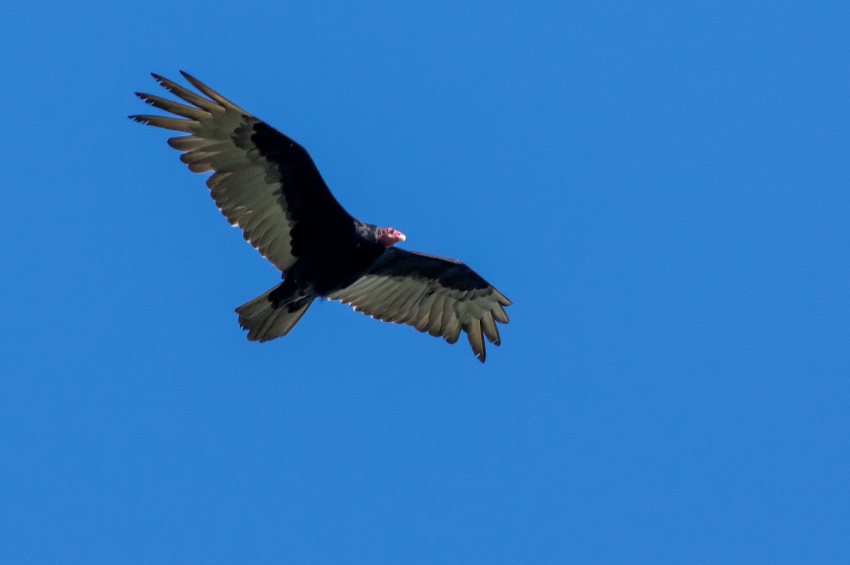 Turkey Vulture - ML345702491