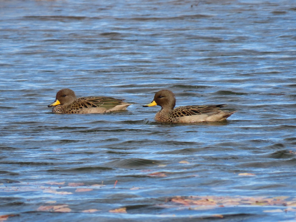 Yellow-billed Teal - Pierre Pitte