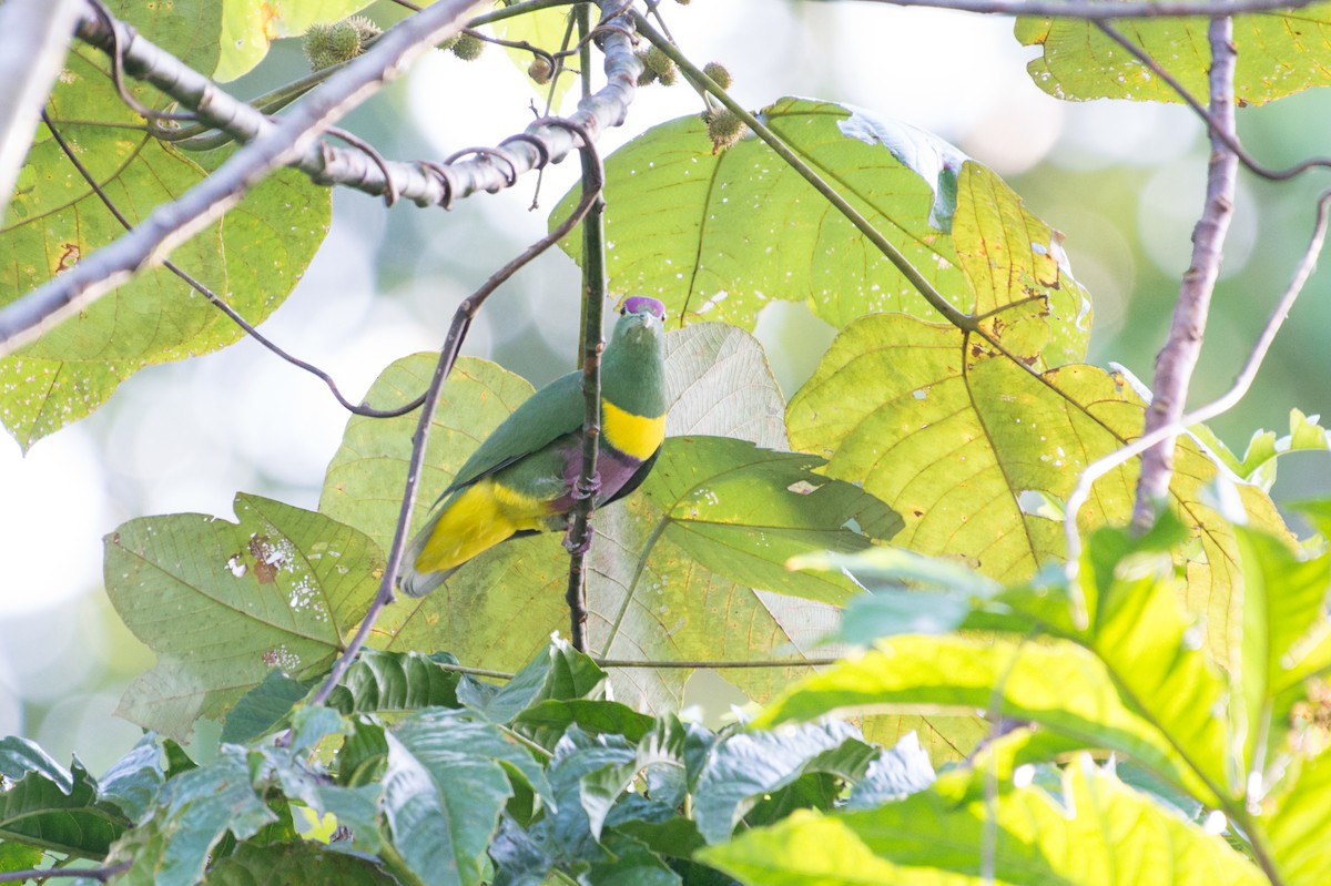 Yellow-bibbed Fruit-Dove - John C. Mittermeier